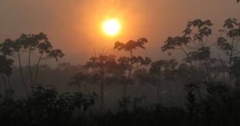 Rainforest on the south-eastern edge of Amazonia, Brazil 