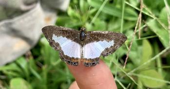 Butterfly on finger