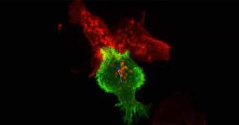 Killer T cell attacking a cancer cell