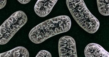 3D illustration of mitochondria