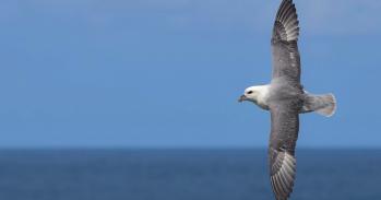 Northern Fulmar in flight