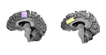 Imaging of the Supplementary Motor Area (left) and the Anterior Cingulate Cortex (right) from the study