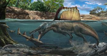 Illustration of Spinosaurus hunting underwater