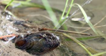 Mussel squirting a water jet