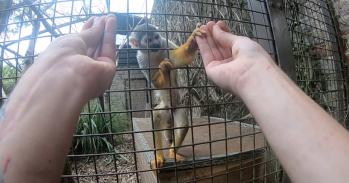 A Humboldt's squirrel monkey is fooled by a French drop as part of the experiment.