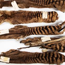 The five thylacine skins sent to Cambridge by Morton Allport