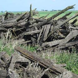 Pile of yew trunks at the edge of an agricultural field 