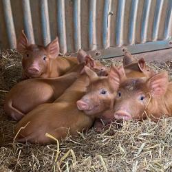 Pigs on a farm