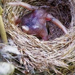 A cuckoo chick ejects a reed warbler egg from a nest