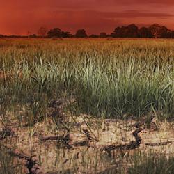 Dry rice field at dusk