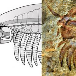 Chenjiangocaris kunmingensis arthropod from the early Cambrian Xiaoshioba biota and a reconstruction 