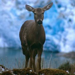 The endangered Huemul deer, a Chilean icon, is returning to former habitat thanks to collaborative conservation efforts. 