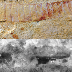 Top: Complete specimen of Chengjiangocaris kunmingensis from the early Cambrian Xiaoshiba biota of South China. Bottom: Magnification of ventral nerve cord of Chengjiangocaris kunmingensis.