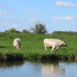 Cattle grazing in the River Ouse water meadows south of Ely