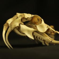 Skull of Bitus arietans –  or Puff Adder – from the family Viperidae