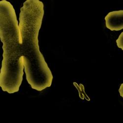 Chromosomes (cropped)