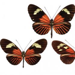 A range of wing patterns across Heleconius butterfly species. 
