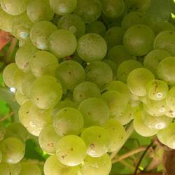 13 - grapes