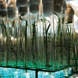 Rice plants propagated using tissue culture at the International Rice Research Institute (IRRI), Philippines