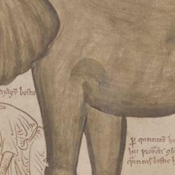 Elephant from Matthew Paris’s Chronica Maiora (St Albans, c.1250) 