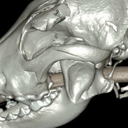 CT scan of the police Dog Obi, injured in the riots