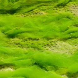 Green Algae