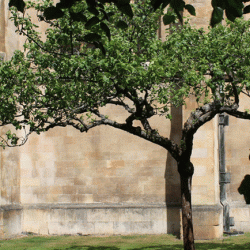 Descendant of the apple tree