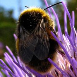 Bee Conquers Thistle