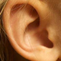 Ear