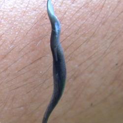Flatworm