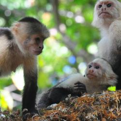 White-headed Capuchin