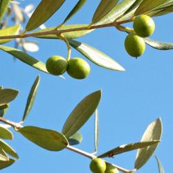 Growing Olives