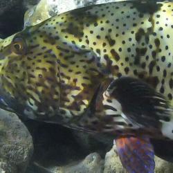 Grouper and moray.