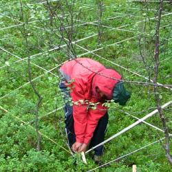 Some of the research being undertaken to measure Arctic tree lines