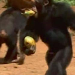 A chimpanzee moving bipedally during the study.