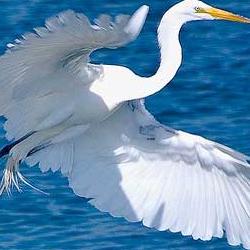 Egret Wings of White