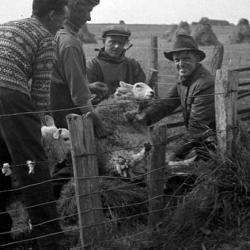 From fleece to the fibre of local identity: the man in the foreground wears a traditional Fair Isle jumper for working with sheep