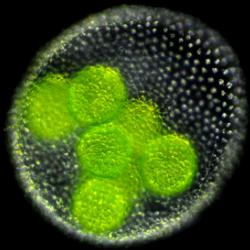 Adult Volvox spheroid containing multiple embryos
