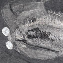 Odaraia alata, an arthropod resembling a submarine from the middle Cambrian Burgess Shale. 