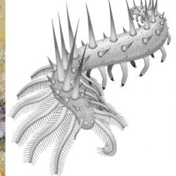 Collinsium ciliosum, a Collins’ monster-type lobopodian from the early Cambrian Xiaoshiba biota of China