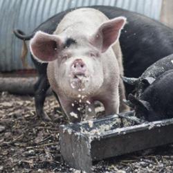 Pigs eating swill at Stepney City Farm