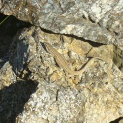 An Aegean wall lizard resting on a rock