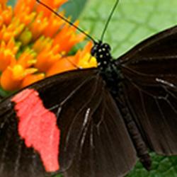 Heliconius Melpomene, a tropical butterfly found in South America. The study shows how its genetic structure has been defined by natural selection, even in areas that have no bearing on its survival prospects.