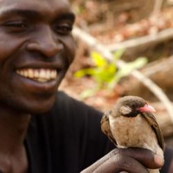 Yao honey-hunter Orlando Yassene holds a male greater honeyguide temporarily captured for research in the Niassa National Reserve, Mozambique.