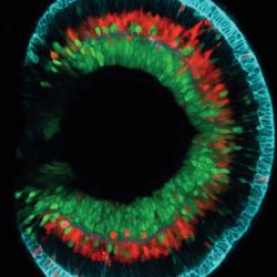 Confocal image of zebrafish retina