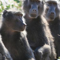 Members of a chacma baboon troop, studied as part of the long-term Tsaobis Baboon Project.  