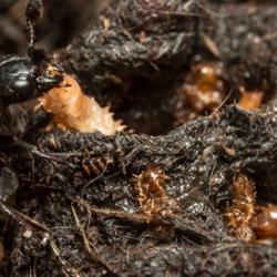 Female burying beetle with offspring.