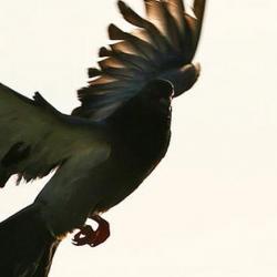 birds