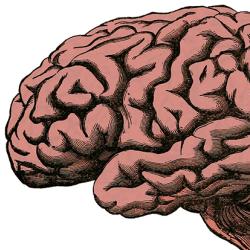 Illustration of brain anatomy