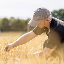 Person checking barley in field